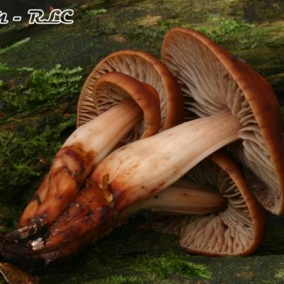 Collybia Fusipes
