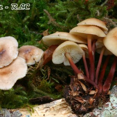 Collybia Kuehneriana