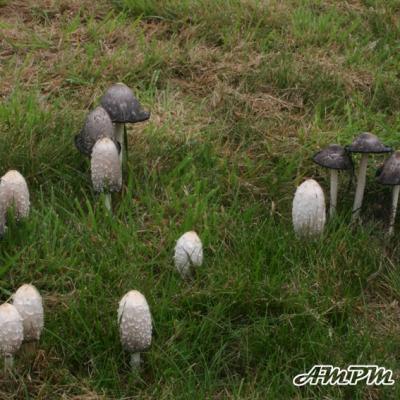 Coprinus Comatus