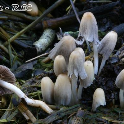 Coprinus Ephemerus