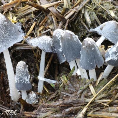 Coprinus Macrocephalus