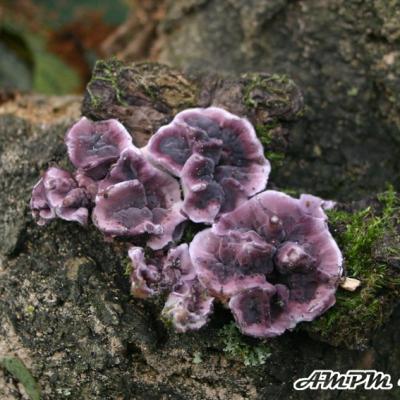 Chondrostereum Purpureum2