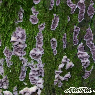 Chondrostereum Purpureum