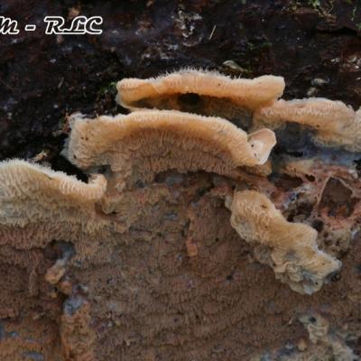 Merulius Tremellosus2