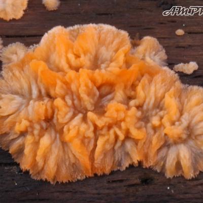 Phlebia Merismoides2