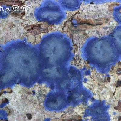 Pulcherricium Caeruleum