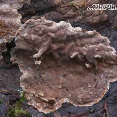 Stereum Sanguinolentum