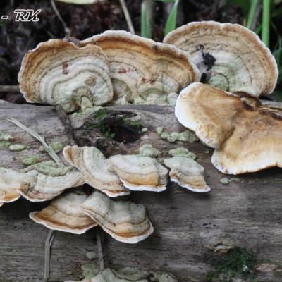 Stereum Subtomentosus