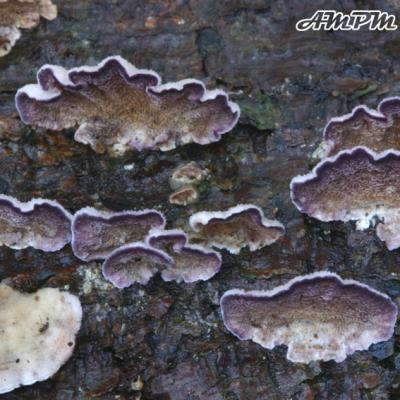 Trichaptum Abietinum