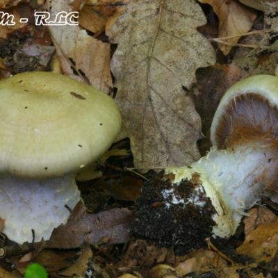 Cortinarius Anserinus