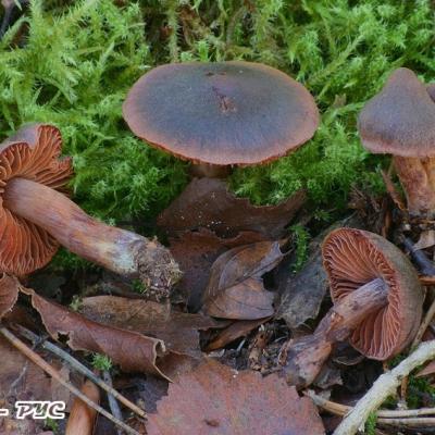 Cortinarius Anthracinus