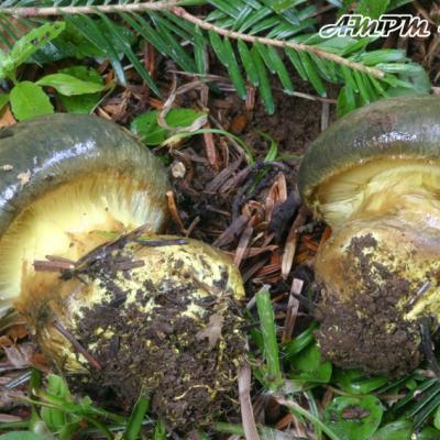 Cortinarius Atrovirens