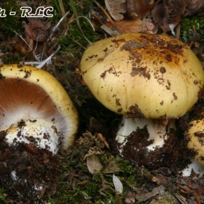 Cortinarius Caesiocortinatus