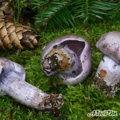 Cortinarius Camphoratus