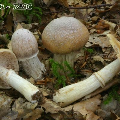 Cortinarius Caperatus