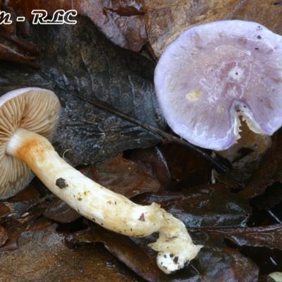 Cortinarius Croceocaeruleus
