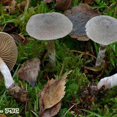 Cortinarius Hemitrichus