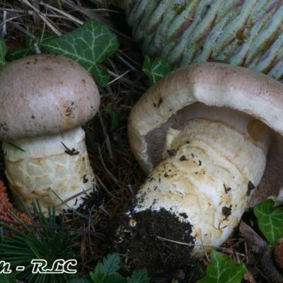 Cortinarius Herculeus