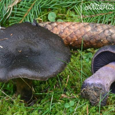 Cortinarius Hercynicus