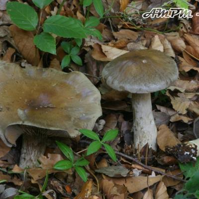 Cortinarius Infractus
