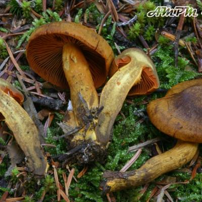 Cortinarius Malicorius