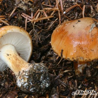 Cortinarius Napus