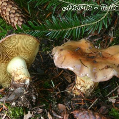 Cortinarius Odorifer
