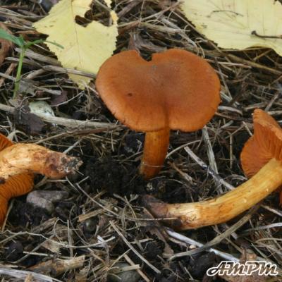 Cortinarius Orellanus