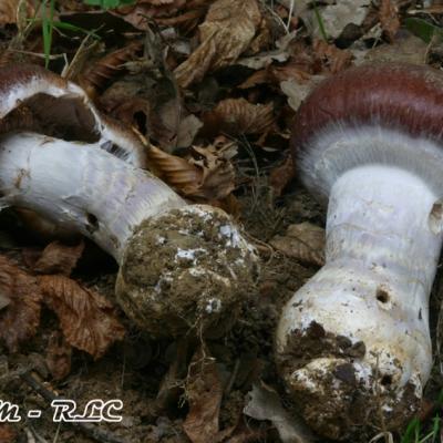 Cortinarius Praestans