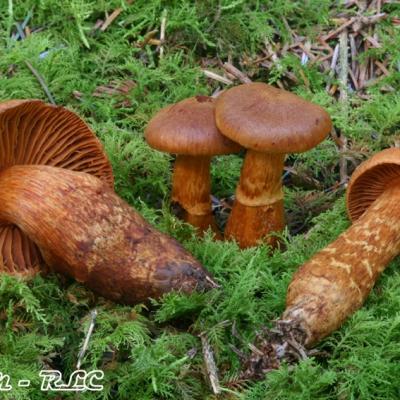 Cortinarius Rubellus