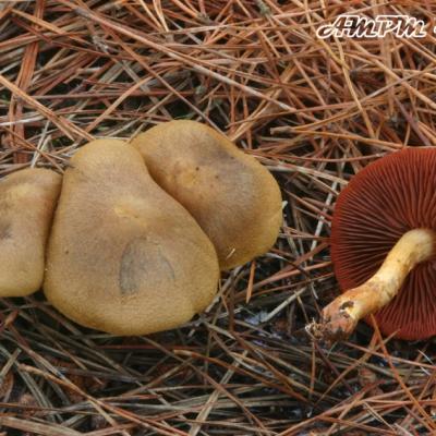 Cortinarius Semisanguineus