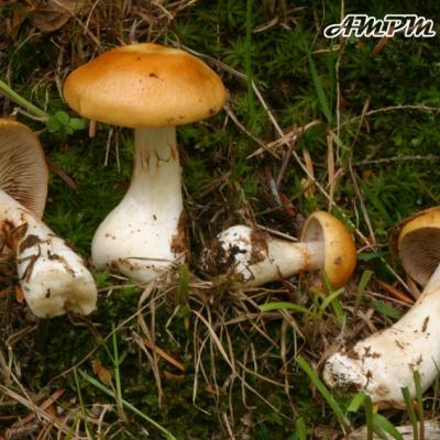 Cortinarius Vibratilis