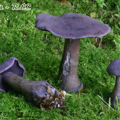 Cortinarius Violaceus