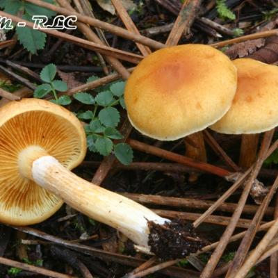 Gymnopilus Penetrans