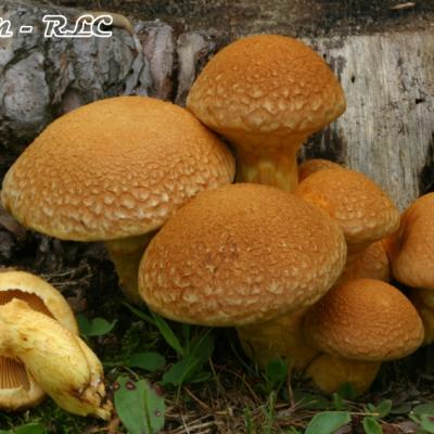 Gymnopilus Spectabilis