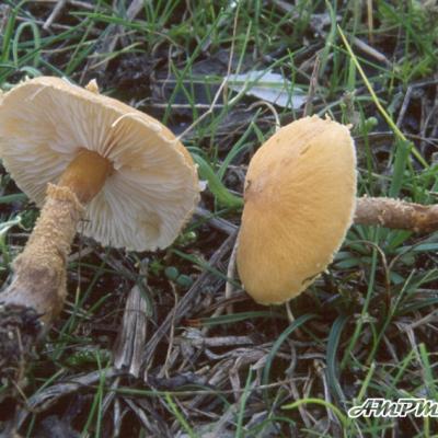 Cystoderma Amianthinum