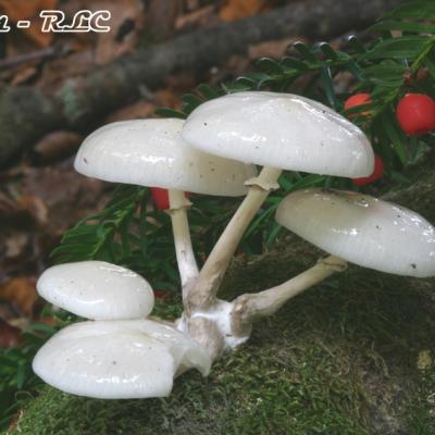 Oudemansiella Mucida