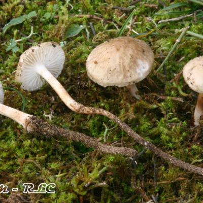 Oudemansiella Xeroloides