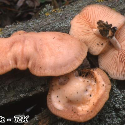 Rhodotus Palmatus2