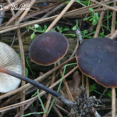 Macrocystidia Cucumis2