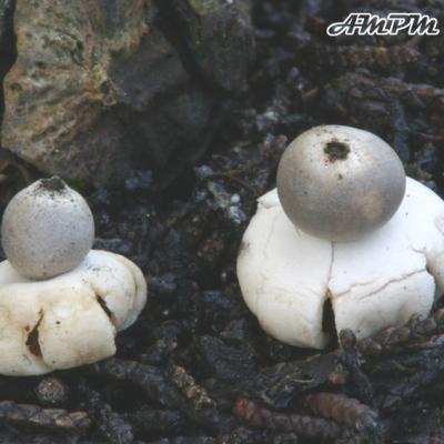 Geastrum Minimum