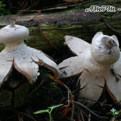 Geastrum Pectinatum