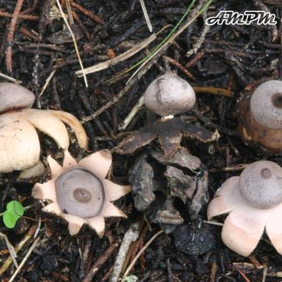 Geastrum Pseudolimbatum