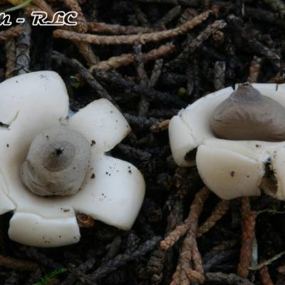 Geastrum Saccatum