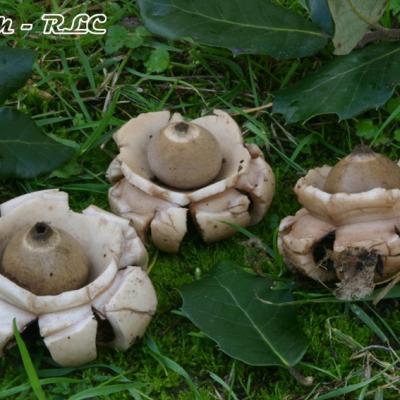 Geastrum Triplex2