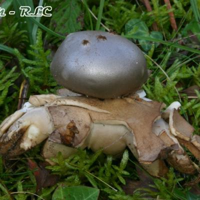 Myriostoma Coliforme