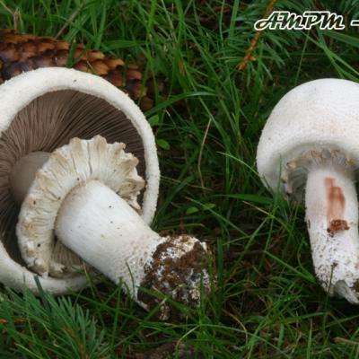 Agaricus Benesii