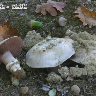 Agaricus Bitorquis