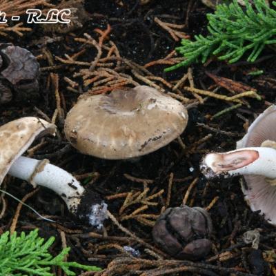 Agaricus Boisseletii
