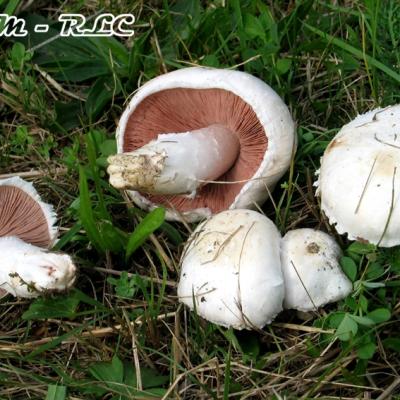 Agaricus Campestris